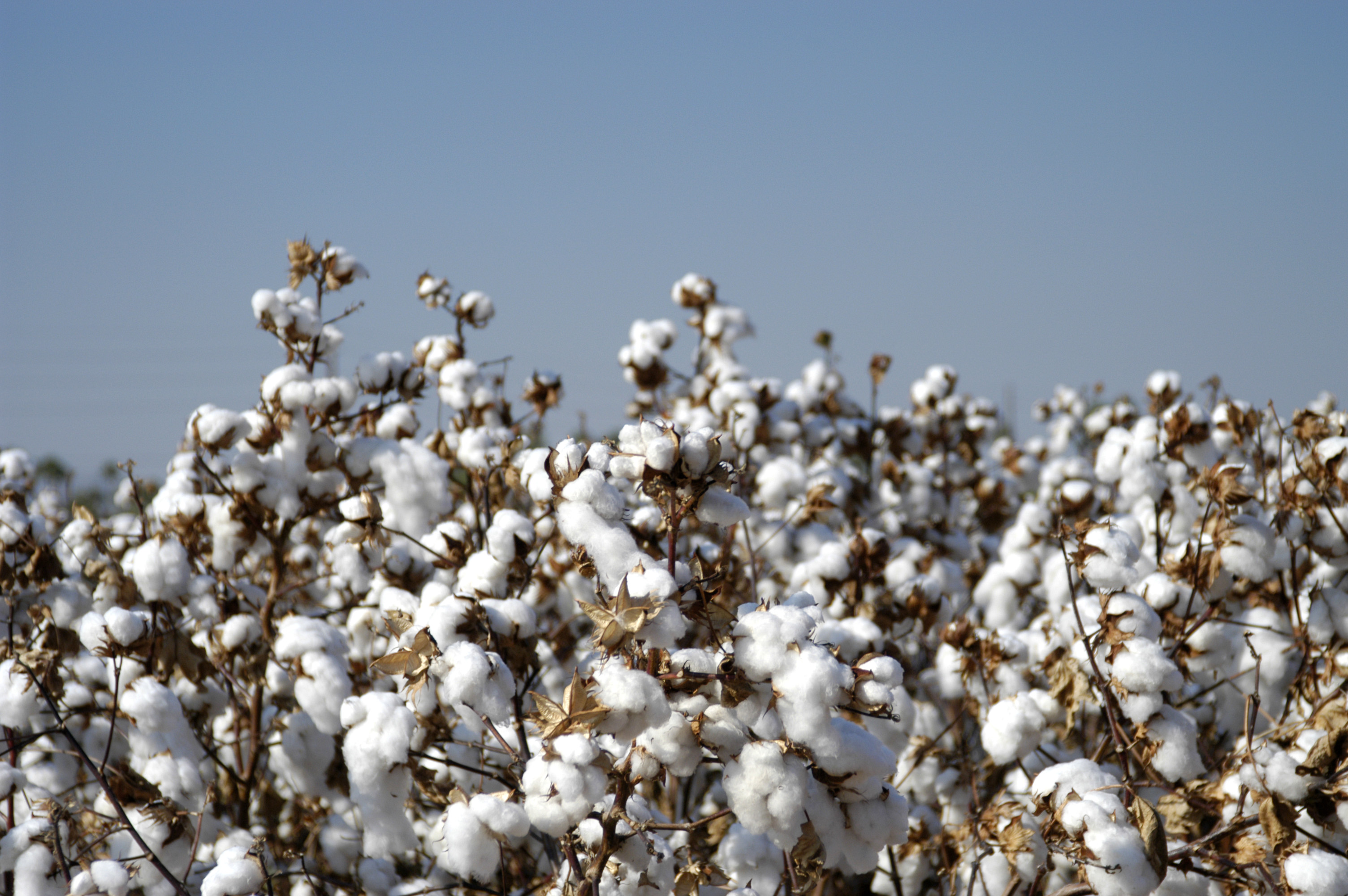BASF enhances cottonseed seed treatment packages offering growers a choice in protecting their